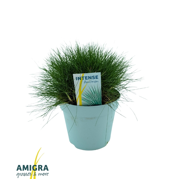 <h4>Festuca gautieri AmiGreen®</h4>