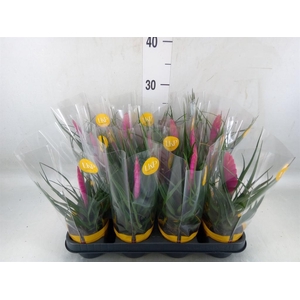 Tillandsia cyanea 'Vincent'