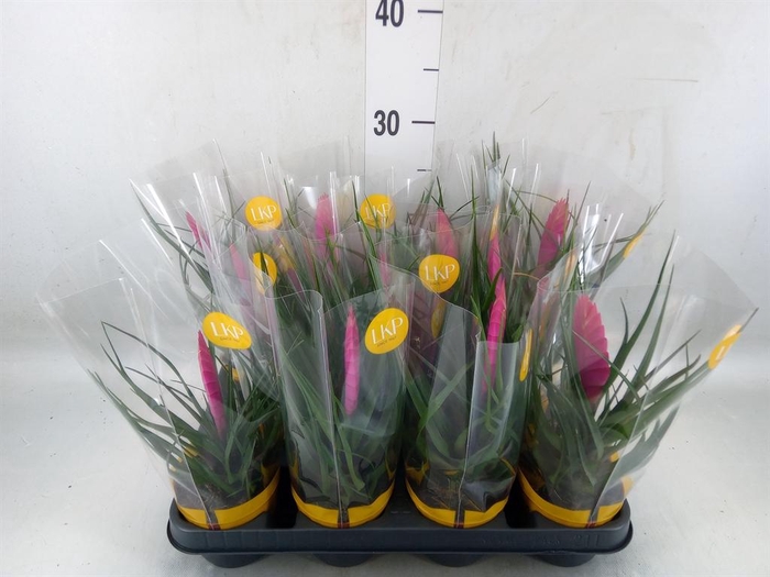 <h4>Tillandsia cyanea 'Vincent'</h4>