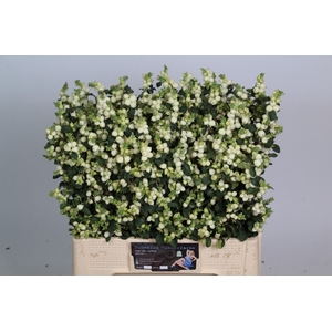 Sympho Lemon Lime Bluebird
