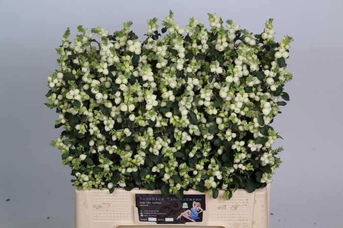 <h4>Sympho Lemon Lime Bluebird</h4>