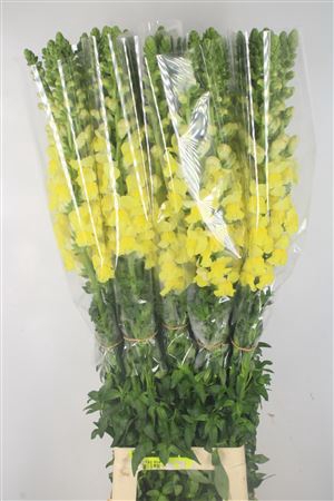 <h4>Antirrhinum Fr. Yellow Ex</h4>