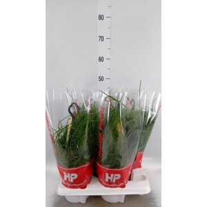 Rhipsalis floccosa