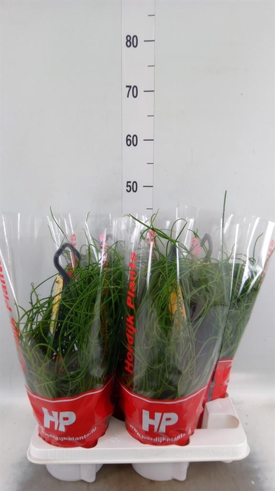 <h4>Rhipsalis floccosa</h4>
