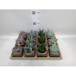 Succulents   ...mix 3