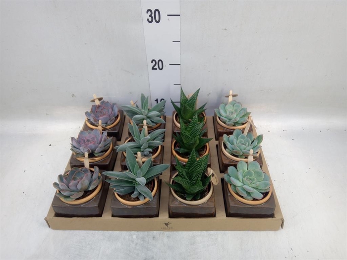 <h4>Succulents   ...mix 3</h4>