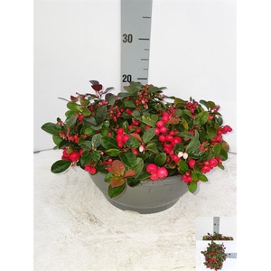 GAULTH PROCUMBENS