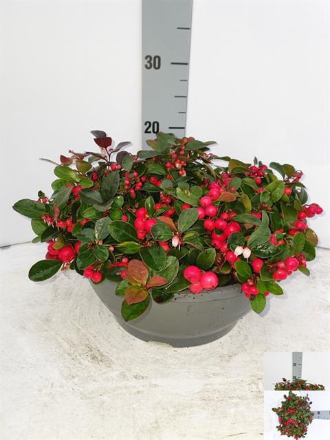 GAULTH PROCUMBENS