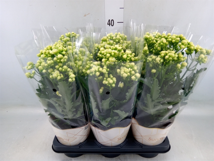 <h4>Kalanchoe  'Sunny White'</h4>