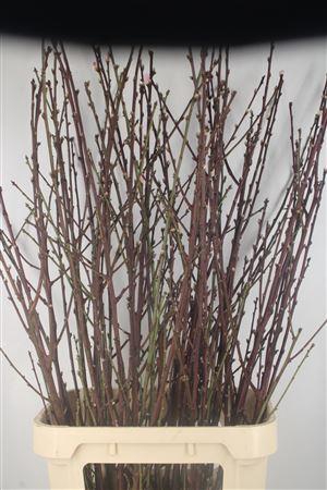 Peachblossom Pink Per Stem