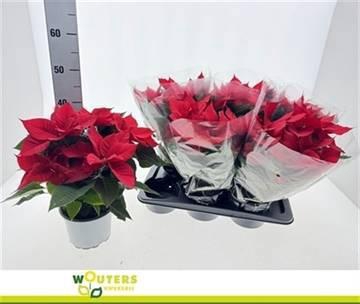 <h4>EUPHOR P CHR F RED</h4>