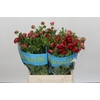 Ranunculus Butterfly Musa