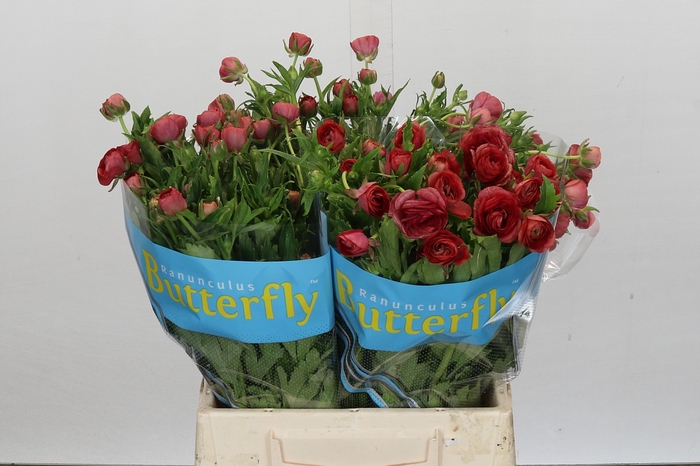 Ranunculus Butterfly Musa