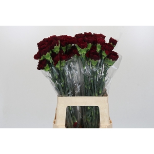 Dianthus St Zurigo