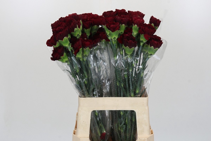 <h4>Dianthus St Zurigo</h4>