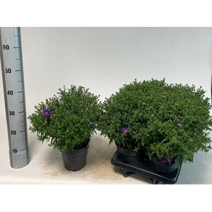 ASTER D BLUE LAPIS