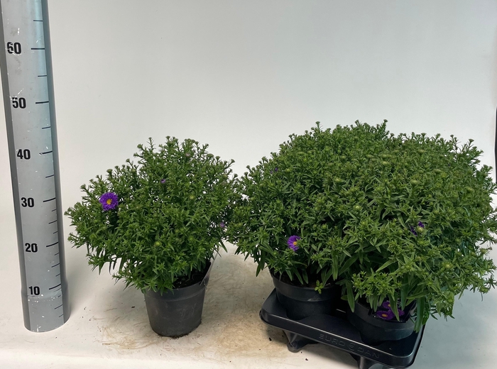 <h4>ASTER D BLUE LAPIS</h4>