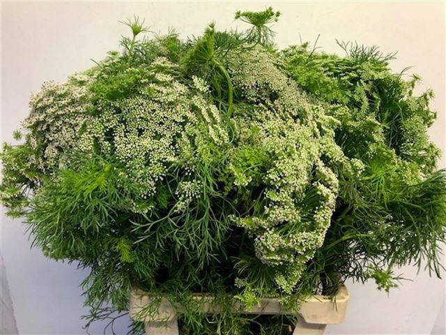 <h4>AMMI MAJUS</h4>