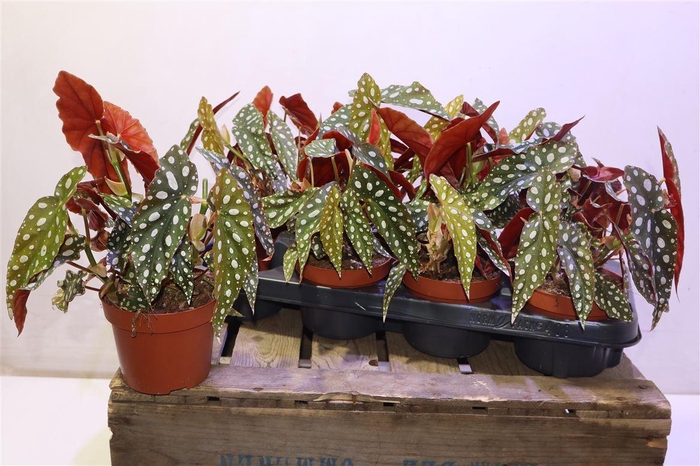 <h4>arr8 Beg Ps Silver Spot</h4>