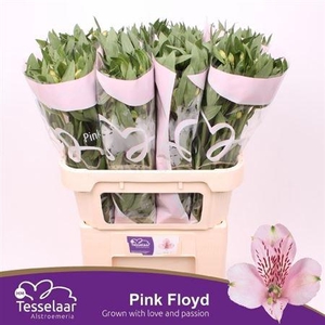 Alstr Pink Floyd