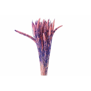 Dried Artz Setaria Da Vinci Bunch
