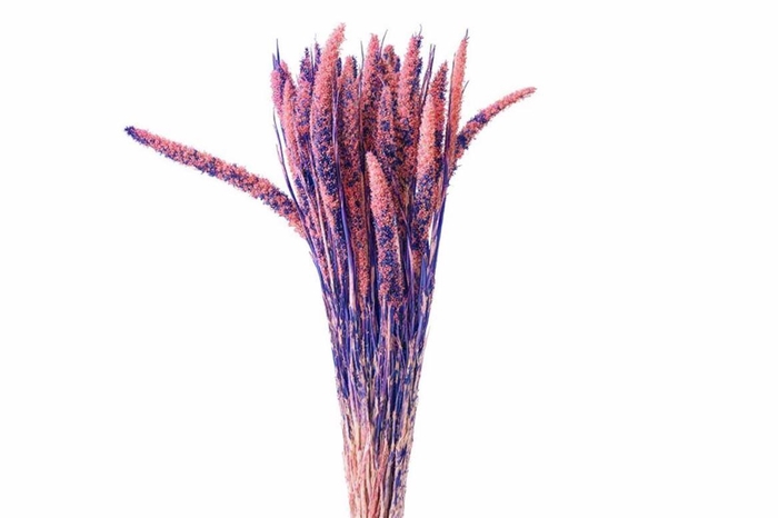 <h4>Dried Artz Setaria Da Vinci Bunch</h4>