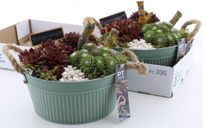 <h4>ARR SEMPERVIVUM</h4>