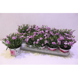 Dianthus Pink Kisses