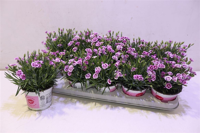 <h4>Dianthus Pink Kisses</h4>