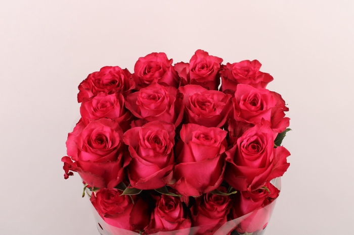 <h4>R Gr Lola</h4>