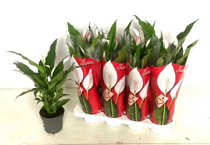 arr8 Spath Sweet Chico