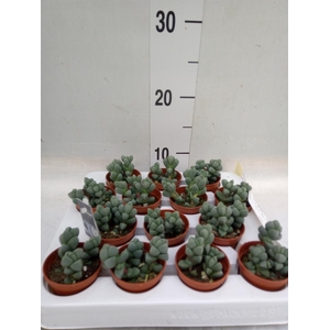 Delosperma echinatum