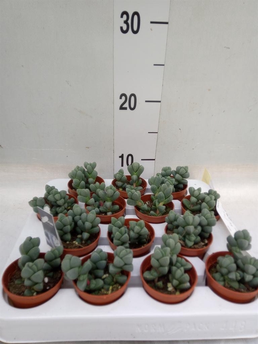 <h4>Delosperma echinatum</h4>
