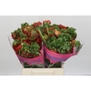 Ranunculus Romance Crown Bastille