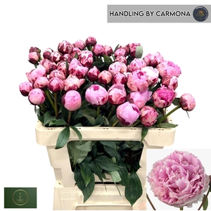 PAEO L SARA BERNHARD