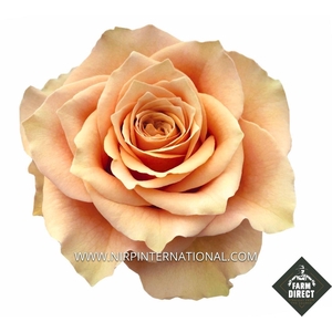 R GR CARAMEL MACCHIATO