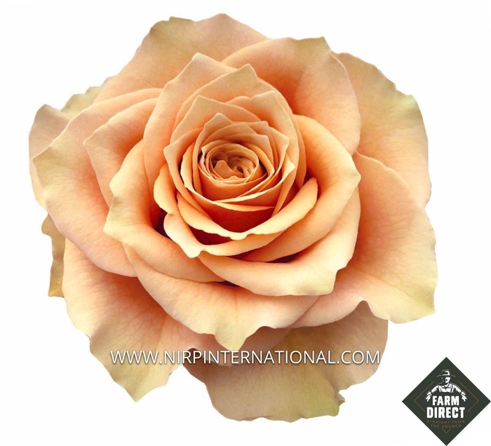 <h4>R GR CARAMEL MACCHIATO</h4>