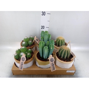 Cactus ...mix