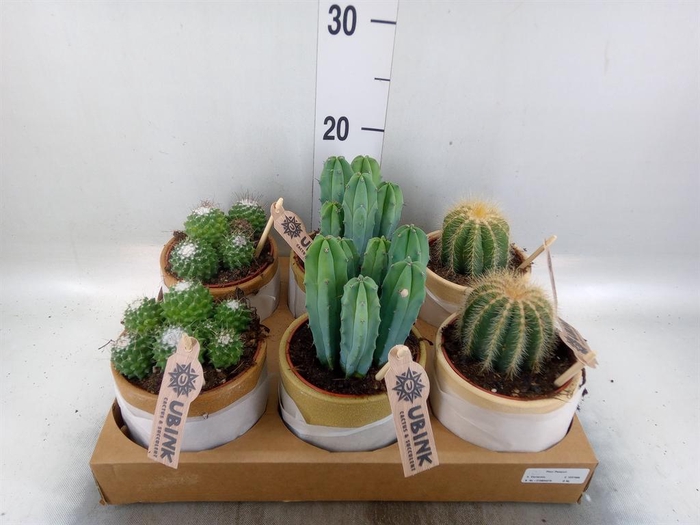 <h4>Cactus   ...mix</h4>