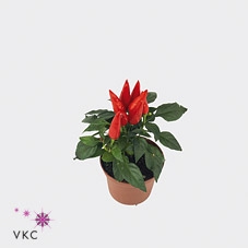 Capsicum annuum 'Salsa Red'