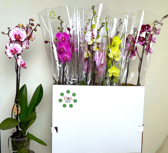 <h4>PHAL GEM 7 KL</h4>