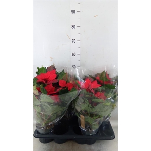 Euphorbia pulc.   ...