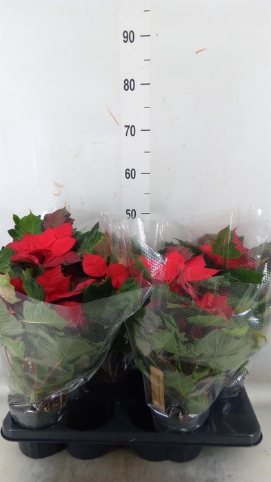 <h4>Euphorbia pulc. ...</h4>