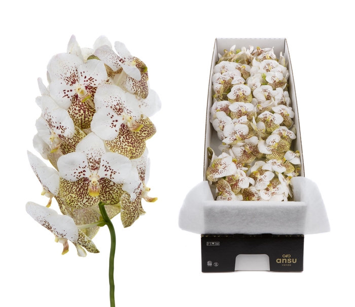 <h4>Vanda Yellow Spot 339 X8</h4>