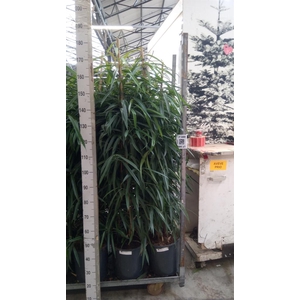 Ficus binn. 'Alii'