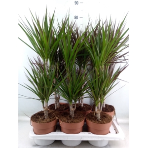 Dracaena   ...mix