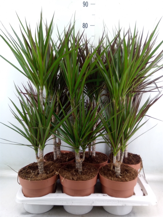 <h4>Dracaena   ...mix</h4>