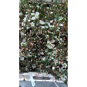 CHAME ME SIRIUS 58gr