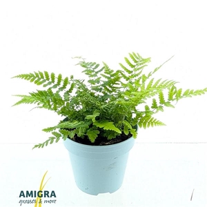 Dryopteris affinis