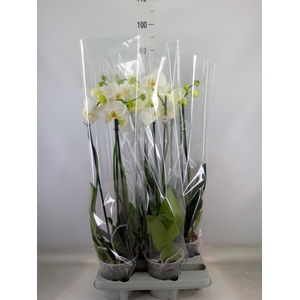 Phalaenopsis   ...white